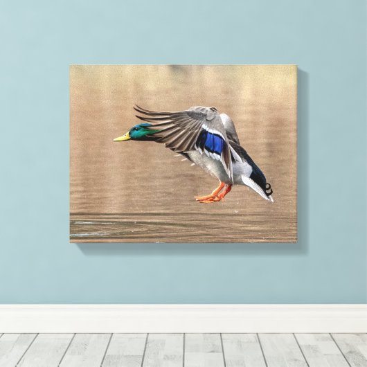 14x11 Mallard Duck in vlucht Canvas Afdruk (Insitu (Houten vloer))
