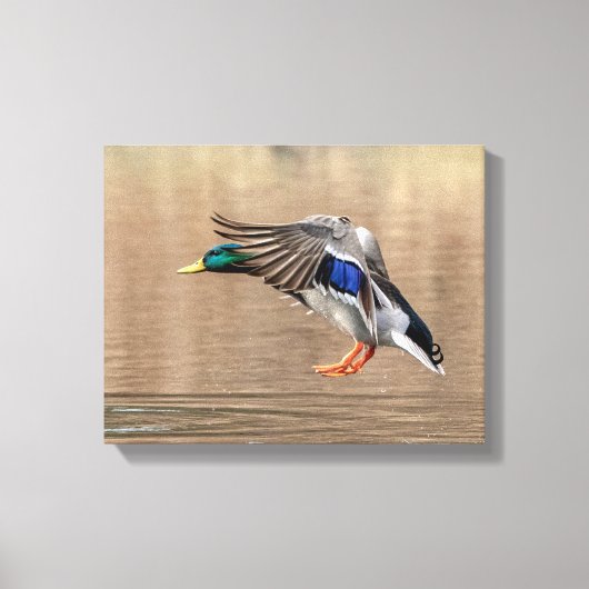 14x11 Mallard Duck in vlucht Canvas Afdruk (Voorkant)