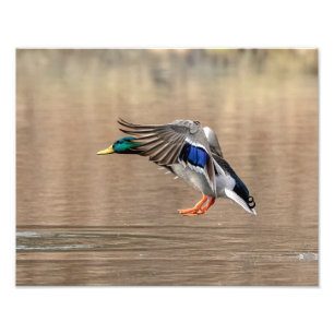 14x11 Mallard Duck in vlucht Foto Afdruk