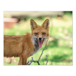 14x11 Mama Fox in de Hudson-vallei Foto Afdruk