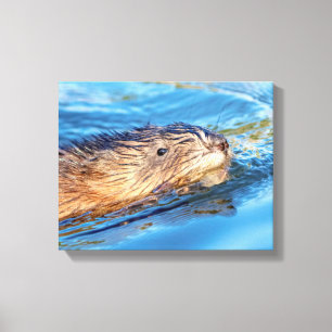 14x11 Muskrat op Vassar Boerderijen Ecological Pre Canvas Afdruk