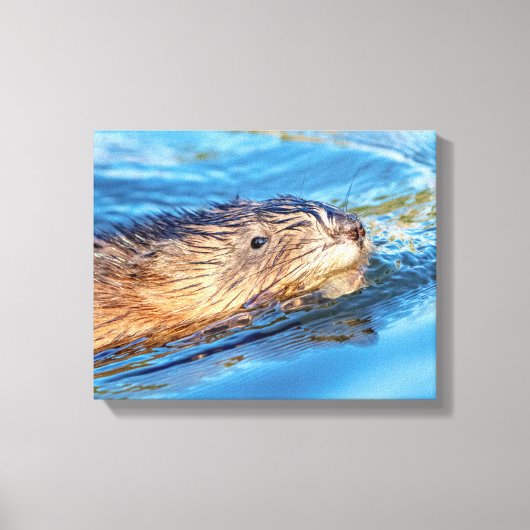 14x11 Muskrat op Vassar Boerderijen Ecological Pre Canvas Afdruk (Voorkant)