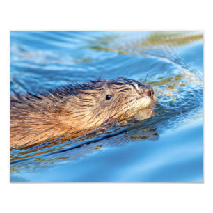 14x11 Muskrat op Vassar Boerderijen Ecological Pre Foto Afdruk