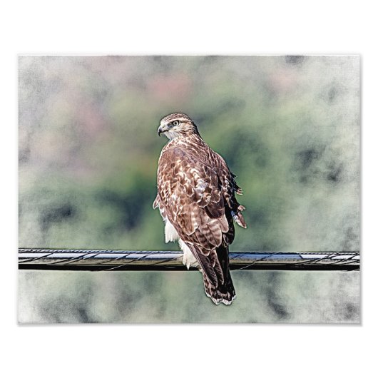 14x11 onvolgroeide Red Tailed Hawk Foto Afdruk (Voorkant)