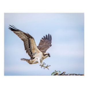 14x11 Osprey landing in het nest Foto Afdruk