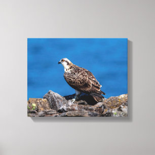 14x11 Osprey op de rotsen Canvas Afdruk