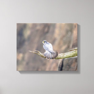 14x11 Peregrine Falcon bij de Palisades Interstate Canvas Afdruk