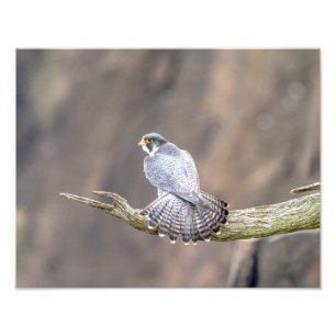 14x11 Peregrine Falcon bij de Palisades Interstate Foto Afdruk