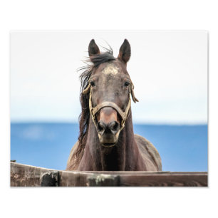 14x11 Portret van een paard Foto Afdruk