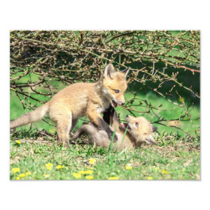 14x11 Red Fox Kits die spelen Foto Afdruk