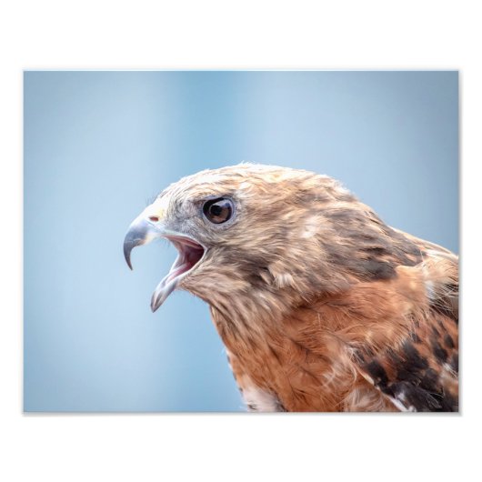 14x11 Red schuurde Hawk Foto Afdruk (Voorkant)
