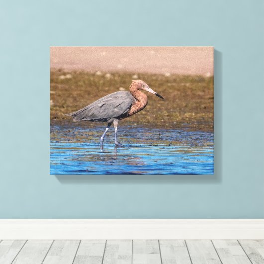 14x11 roodbaars op de noordstrand canvas afdruk (Insitu (Houten vloer))