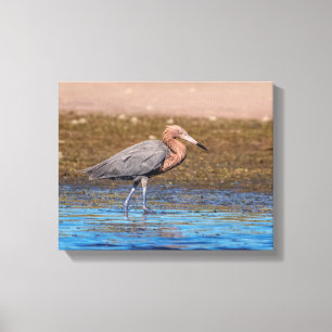 14x11 roodbaars op de noordstrand canvas afdruk