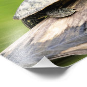 14x11 Schildpad op een log Foto Afdruk (Hoek)