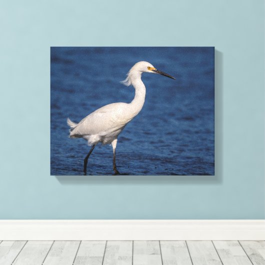 14x11 Snowy Egret op Noordstrand Canvas Afdruk (Insitu (Houten vloer))