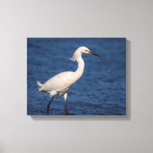 14x11 Snowy Egret op Noordstrand Canvas Afdruk
