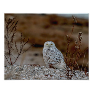 14x11 Snowy owl op een rots Foto Afdruk