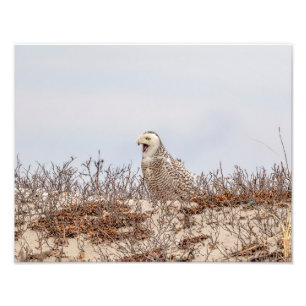 14x11 Snowy owl op het strand Foto Afdruk