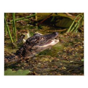 14x11 Young Alligator Foto Afdruk