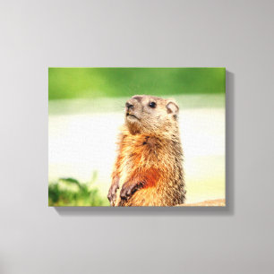 14x11 Young Groundhog Canvas Afdruk