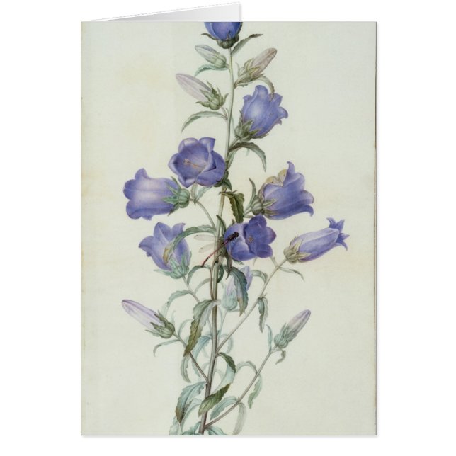 15:Campanula: Gemiddelde 1787 (Voorkant)