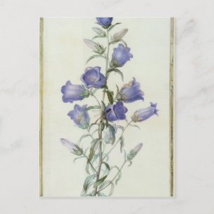 15:Campanula: Middelgroot 1787 Briefkaart
