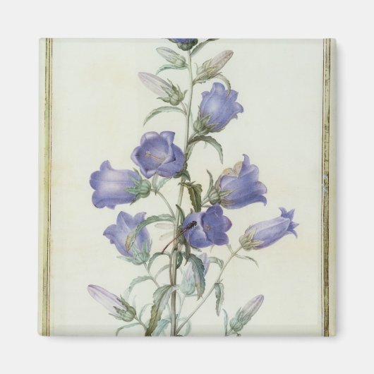 15:Campanula: Middelgroot 1787 Magneet (Voorkant)
