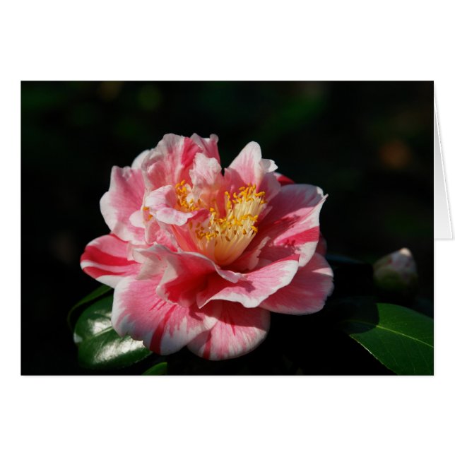 167 - Gepersonaliseerd (Voorkant Horizontaal)