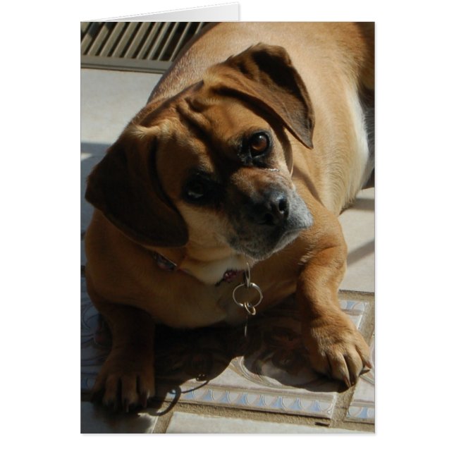 167 Puggle card (Voorkant)