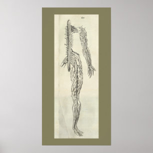  1686 Nerves Anatomy Print