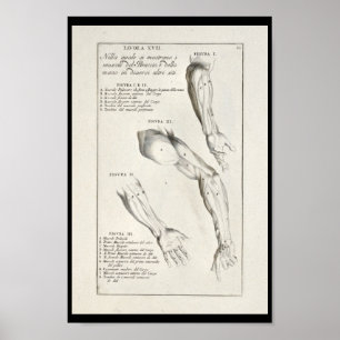 1691 Kunstmatige anatomie Armus Kunst Afdrukken Poster