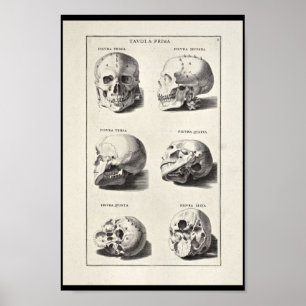 1691 Kunstmatige anatomie schedel afdrukken Poster