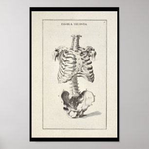 1691 Kunstmatige anatomie skelet kunst Poster
