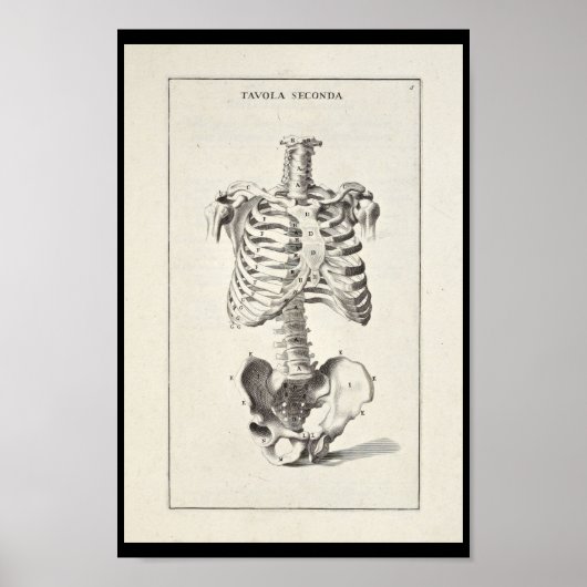 1691 Kunstmatige anatomie skelet kunst Poster (Voorkant)