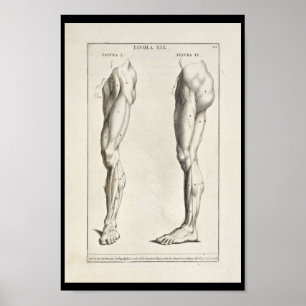 1691 Kunstmatige anatomiepotelspieren Kunst Afdruk Poster