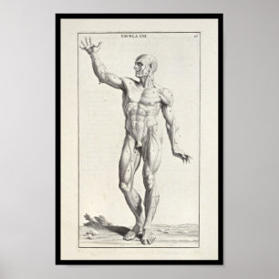 1691 Kunstmatige anatomiespieren Kunst Afdrukken Poster
