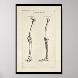 1691 Kunstmatige Botten met een anatomiebeen Poster