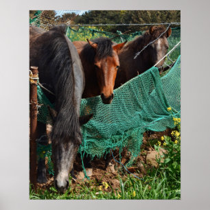 16×20 Drie Paarden Chingus Jeju-do Foto Afdruk Poster