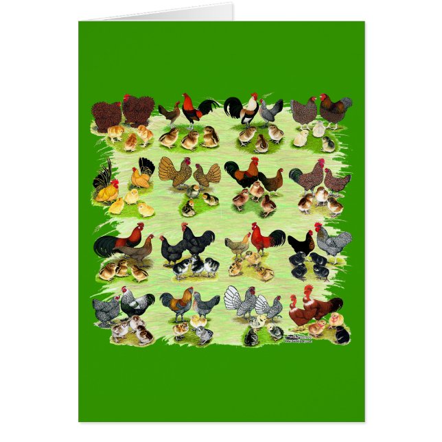16 Familles de poulet (Devant)