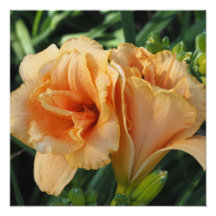 16"x16" Oranje Daglelies