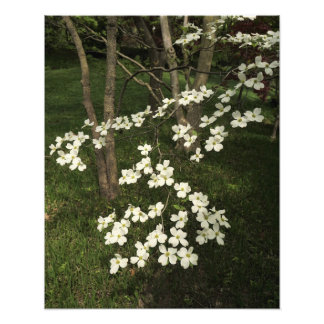 16 x 20-inch witte duoghoutboom foto afdruk