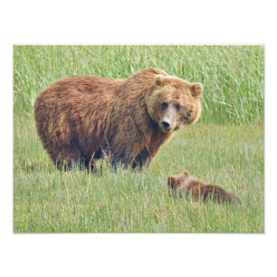 16x12 grizzly beren Foto afdrukken Afdruk