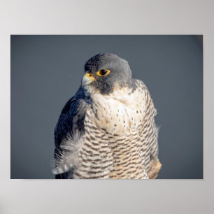 16x12 Peregrine Falcon langs de Hudson rivier Poster