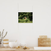 16x12 Poster papier (Matte) met grizzly beer (Keuken)