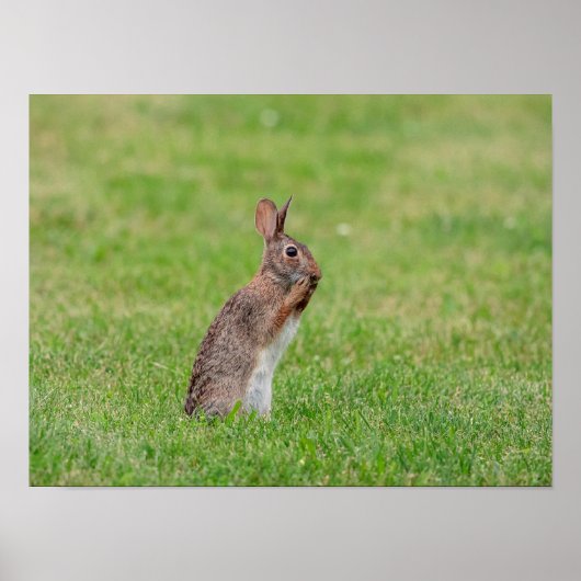 16x12 Rabbit in het gras en er schraal uitzien Poster (Voorkant)