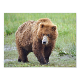 16x12 Satin foto van grizzly beer Afdruk