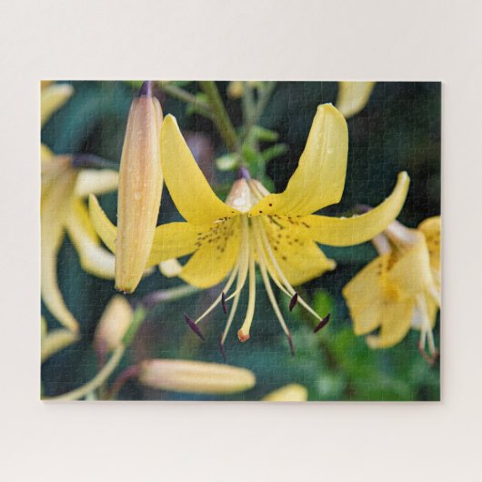 16x20, 520 pièce, Puzzle (Horizontal)