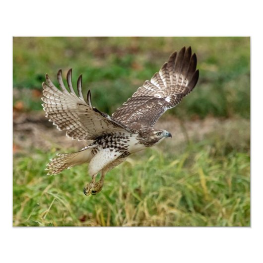 16x20 onvolgroeide Red Tailed Hawk Foto Afdruk (Voorkant)