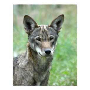 16x20 onvolgroeide rode wolf foto afdruk