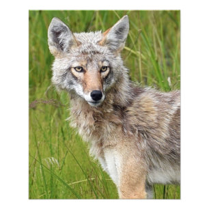16x20 Satin foto van coyote Afdruk